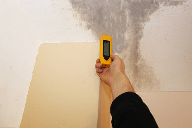 Best Mold Odor Removal Services  in USA